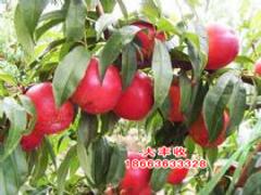 供应山东品种纯的香山红桃苗 香山红桃苗出售