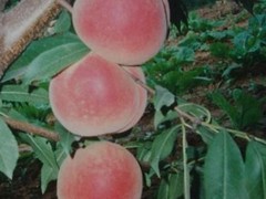 好种植的金秋红蜜桃苗优选大丰收苗木场——金秋红蜜桃苗出售