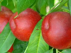 购买99-2油桃王就选大丰收苗木场：99-2油桃王价格