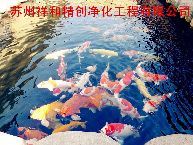 中国{zx1} 鱼池过滤改造方案