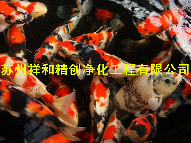 浙江省景观鱼池水处理专家，最知名先进的鱼池净化工程公司。