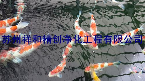 上海市园林鱼池水处理工程，信得过单位。