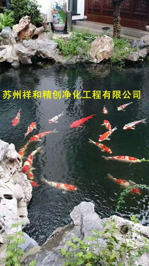 苏州市室外鱼池水处理专家，专业处理鱼池水发绿，青苔绿藻等等。