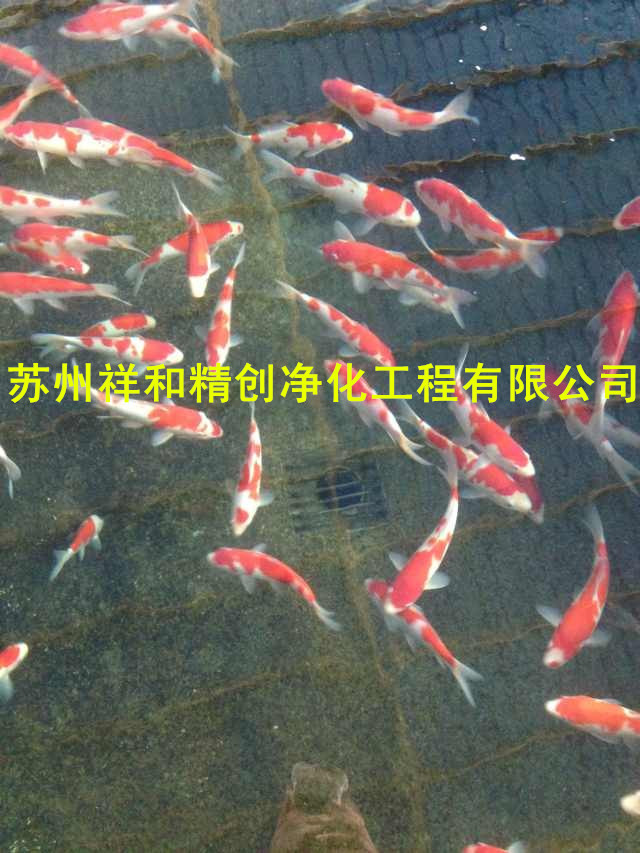 南京市鱼池循环过滤系统，高品质高科技技术做优质工程。