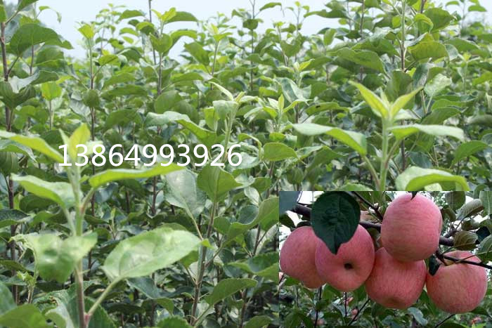 鑫诚苗木出售优质的苹果苗，淮南苹果苗