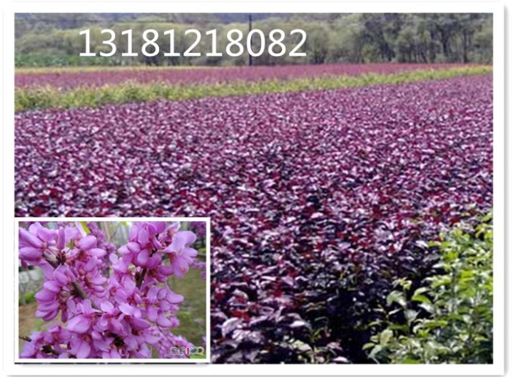 济南紫色王子海棠基地，值得您信赖的专业种植基地