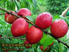 高纯度香山红桃苗出售：香山红桃苗批发价格