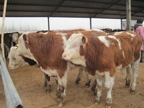 山东鲁西黄牛基地-鑫民牧业供应优质鲁西黄牛，鲁西黄牛价格实惠
