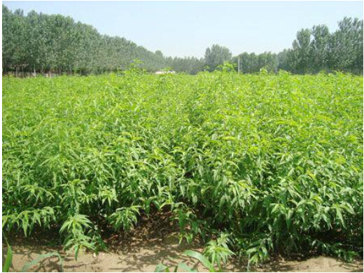 山东沂蒙霜红桃树苗是中国优质苗木生产基地专业培育，,欢迎选购