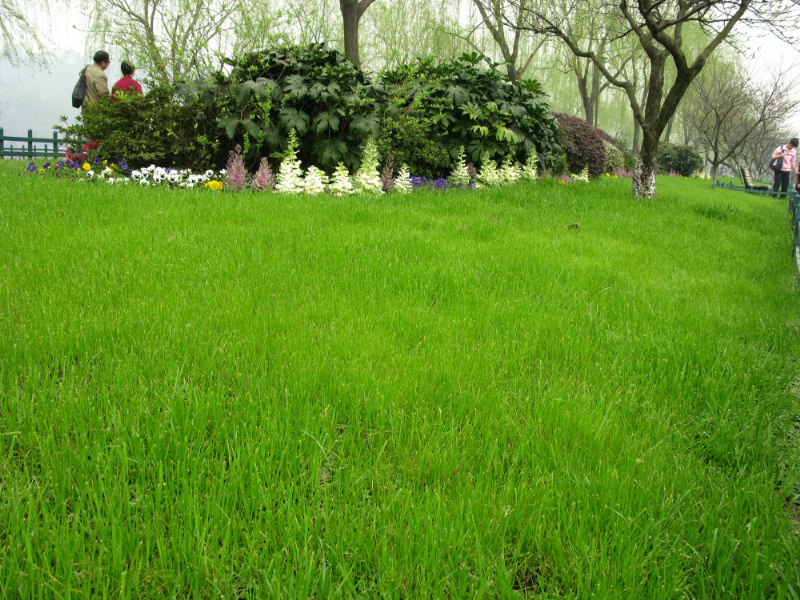 郑州道恒草业供应价位合理的早熟禾种子|便宜的早熟禾种子