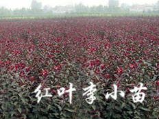 供应山东易种植的红叶李——种植红叶李