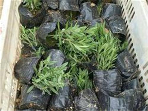 市场上具有口碑的薰衣草在哪里可以找到_滨州薰衣草