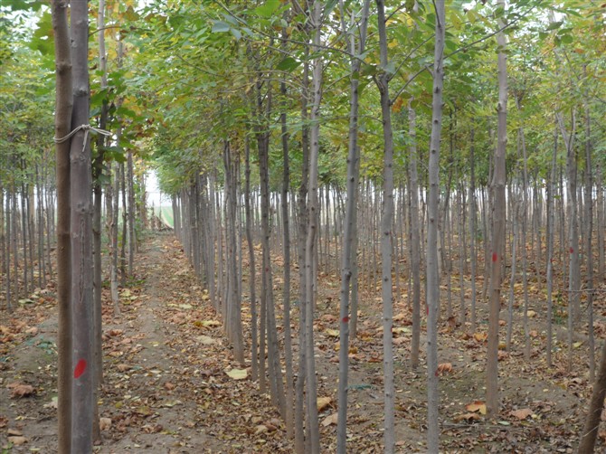 速生白蜡小苗批发、速生白蜡小苗报价【印鸿百】速生白蜡小苗基地