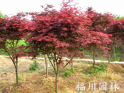 红枫种植——成都{zh0}的红枫供应