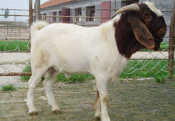济南波尔山羊养殖——成立牧业出售合格的波尔山羊