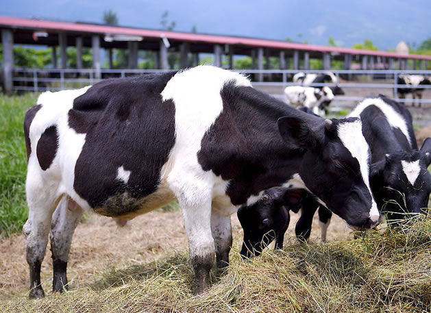 黑白花奶牛养殖，山东哪里供应的黑白花奶牛价格优惠
