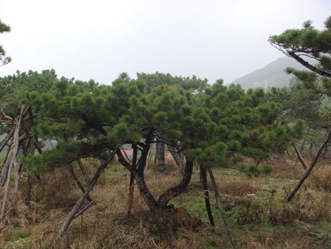 山东专业的泰山景观松树基地