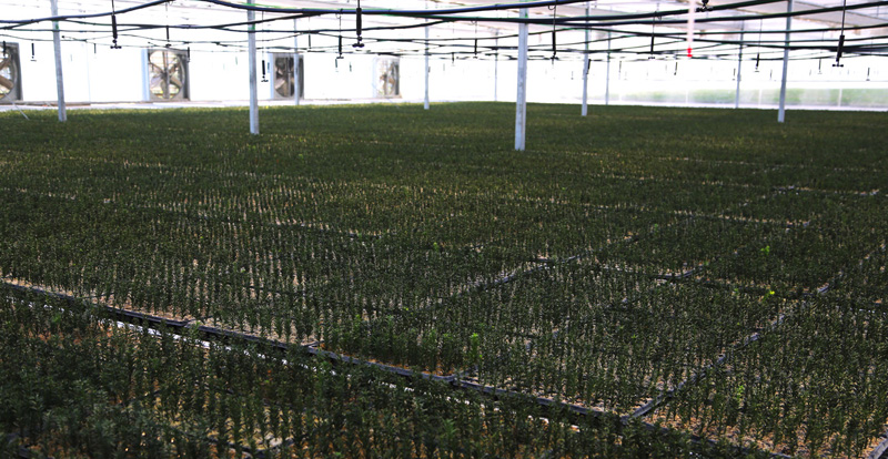 河北曼地亚红豆杉树苗 位于临沂最知名的曼地亚红豆杉育苗基地