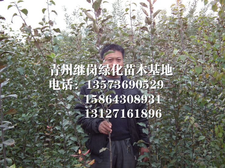 苹果苗种植基地 潍坊苹果苗行情 潍坊苹果苗供应商