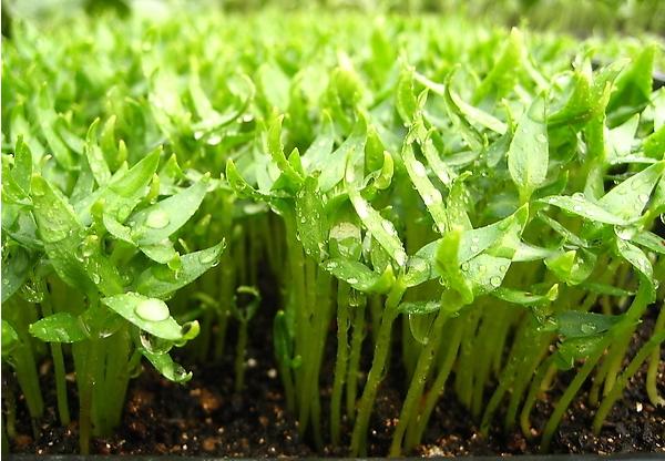 蔬菜苗价格，品质好的蔬菜苗供应尽在绿旺种苗！
