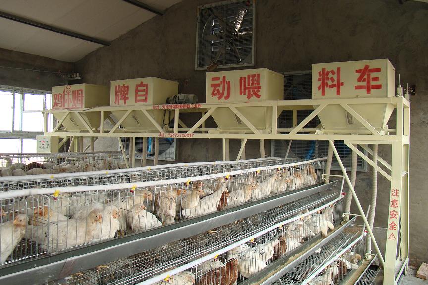 安徽鸡场自动喂料机厂家+德州鸡场自动喂料机供应 鸡保姆