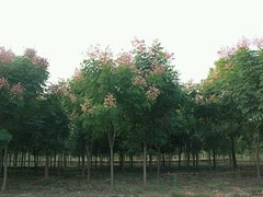 黄山栾树原产地，供应河南优质的黄山栾树