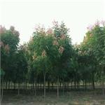 黄山栾树原产地，供应河南优质的黄山栾树
