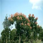 价格合理的黄山栾树种植基地：易种植的黄山栾树种植基地出售