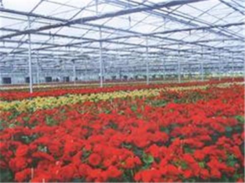 重庆花卉大棚温室 花卉大棚温室建造优选金阳温室工程公司