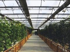 山东专业的花卉大棚温室建造——建造智能连栋温室