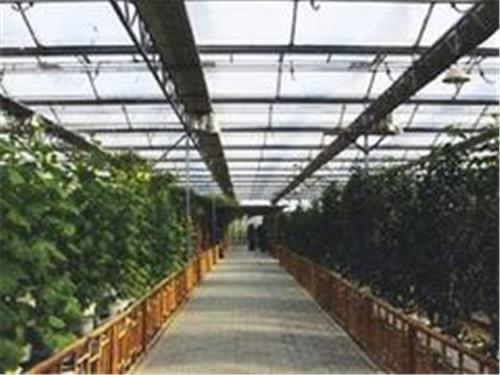 花卉大棚温室建造 良好口碑的花卉大棚温室建造就在金阳温室工程公司