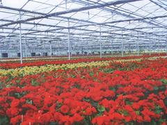 安徽花卉大棚温室：山东花卉大棚温室建造哪家可信赖