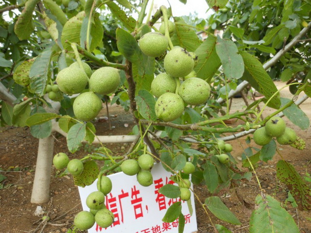 具有口碑的核桃苗提供商，当属新天地果业|8518核桃苗种植价格供应