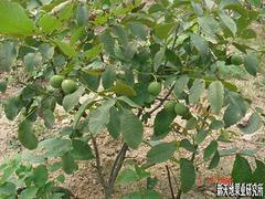 优质的烟台核桃树就在新天地果业|核桃树批发