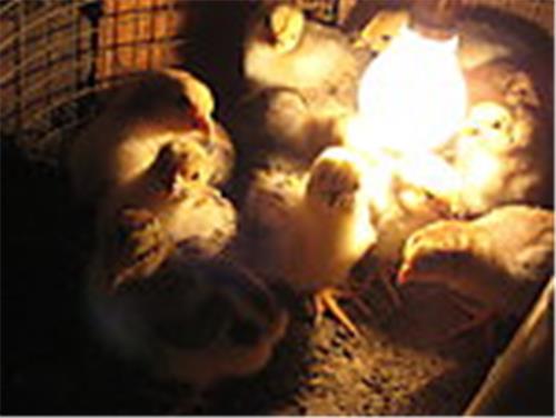 昆明土鸡低价批发_来花果山养殖，买便宜的土鸡
