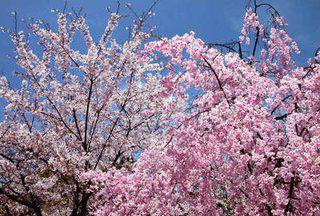 【盛开de喜悦】山东樱花种植基地【侧柏批发价格】紫叶矮樱价格