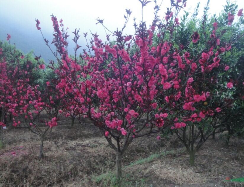 绿化苗木鄢陵生产基地——哪里能买到好的红叶碧桃