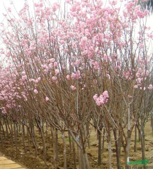 樱花批发 病虫害低的樱花树出售