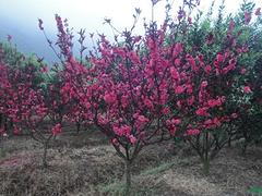 樱花批发 想要好的樱花树就来忆江南园林绿化有限公司