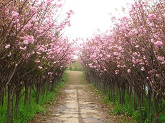 无病虫害的樱花出售——郑州樱花