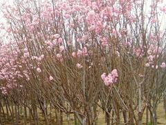 绿化苗木鄢陵种植基地 供应河南精品红叶李