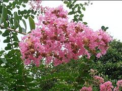 优惠的樱花树出售 樱花河南种植基地