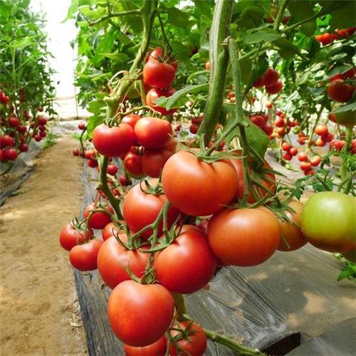 荷兰进口荷粉-早熟番茄种子