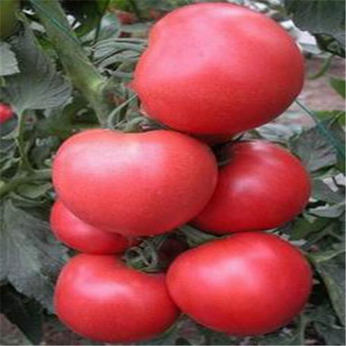 供应进口欧斯帝-高抗ty番茄种子