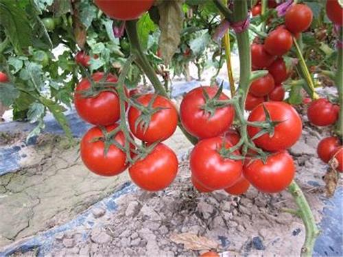 荷兰进口金利-抗ty番茄种子