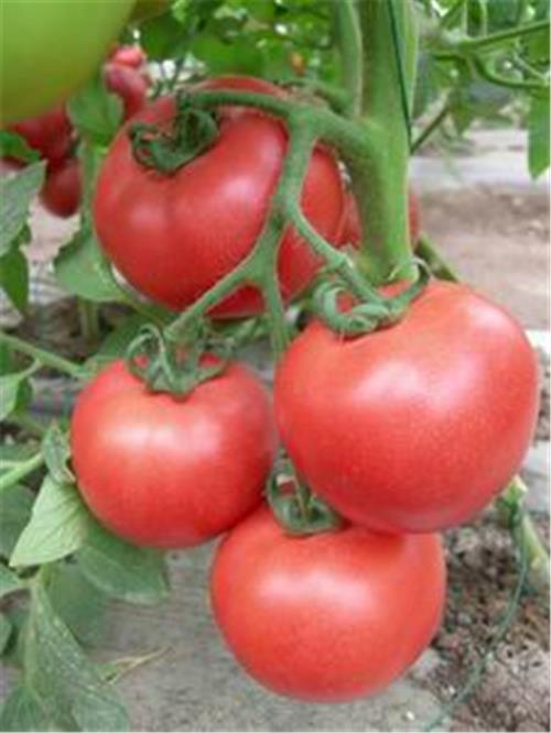 供应荷兰超早一号-早熟番茄种子