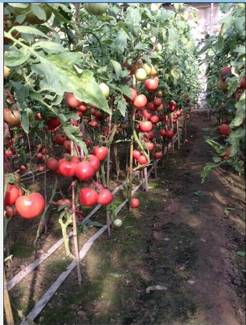 荷兰巨粉F1-大果型秋延番茄种子