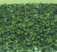 安溪铁观音茶叶供应商—济南韵盛商贸提供多品种的茶叶