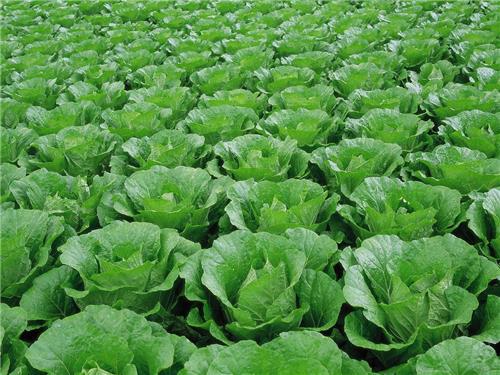 芳香农业投资有限公司是规模{zd0}的绿色蔬菜批发商_蔬菜批发代理加盟