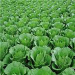 优质的蔬菜批发：广西报价合理的绿色蔬菜供应